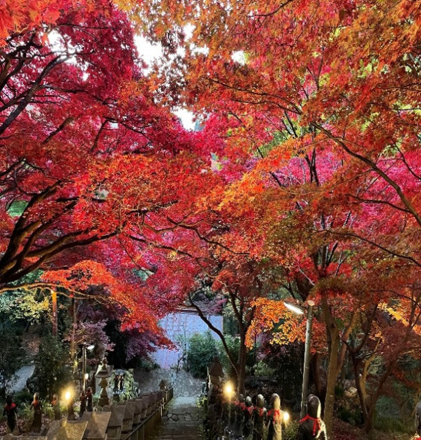 大山紅葉ライトアップ【伊勢原市】